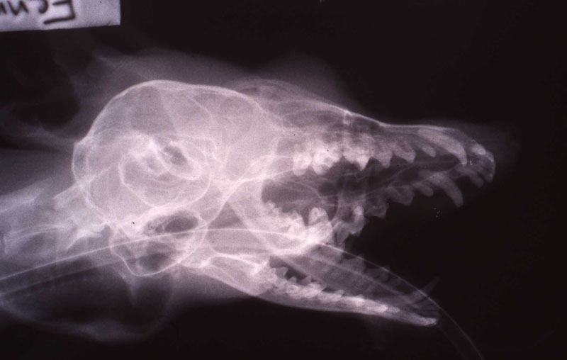 Dr. John Scheels - Exotic Animal Dentistry