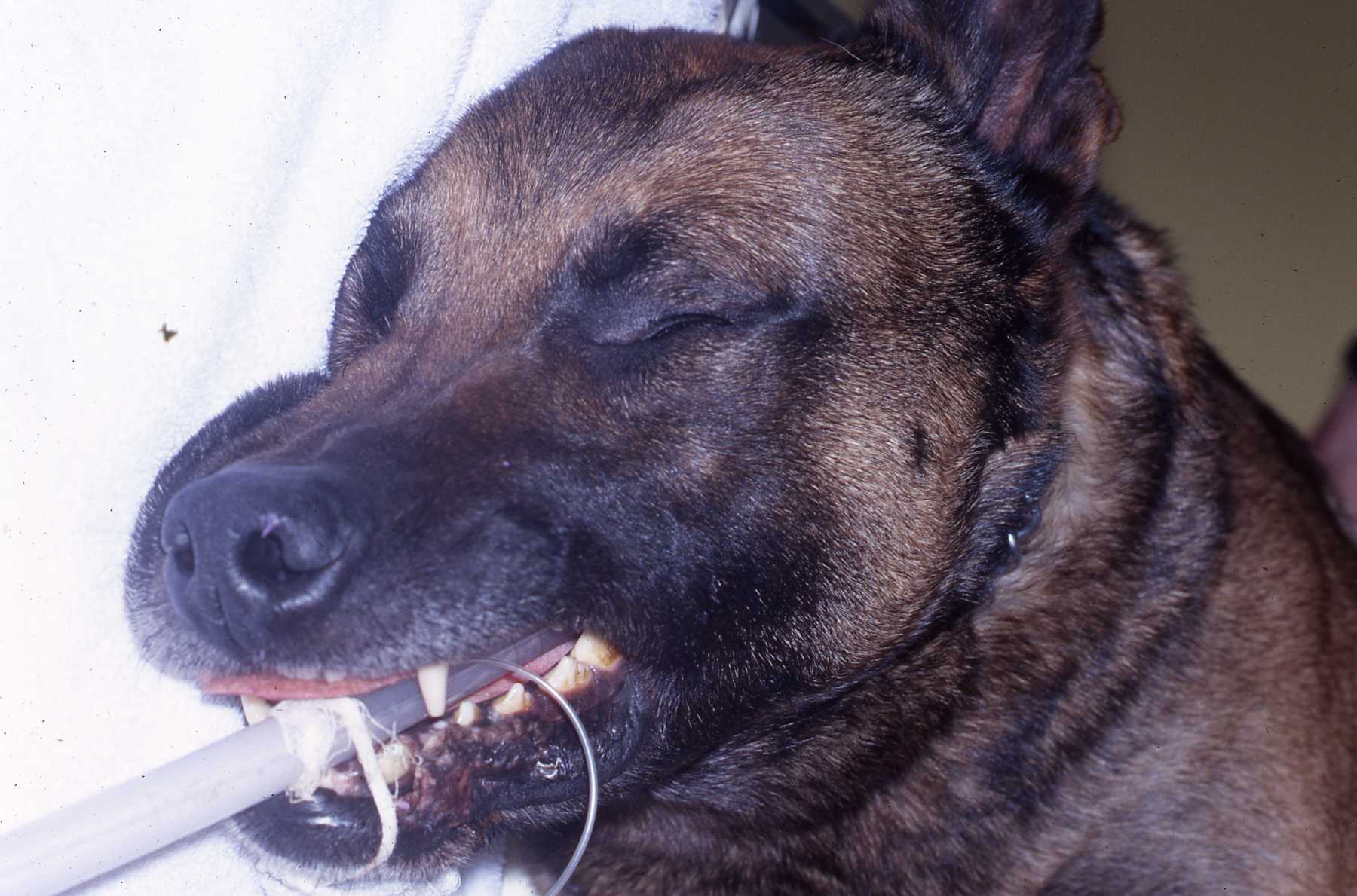 Dr. John Scheels - Exotic Animal Dentistry