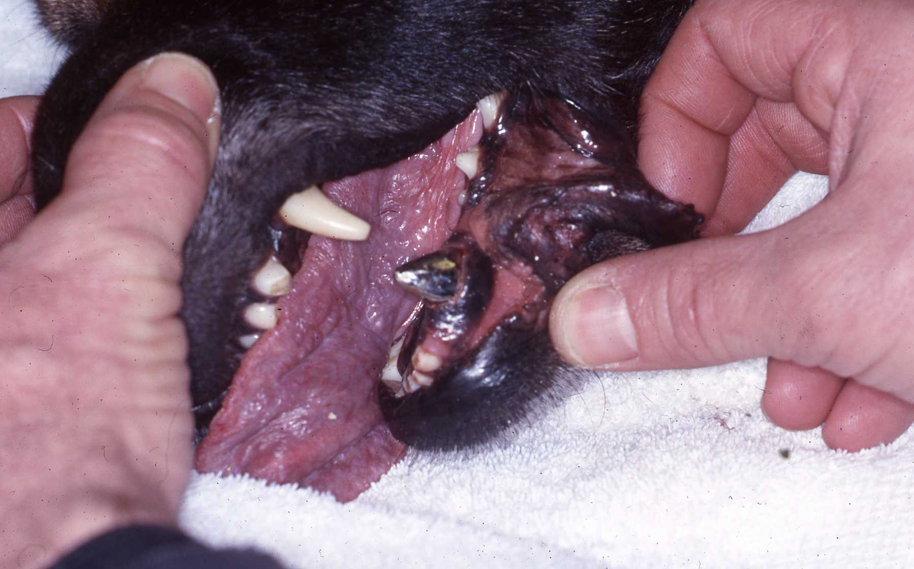 Dr. John Scheels - Exotic Animal Dentistry
