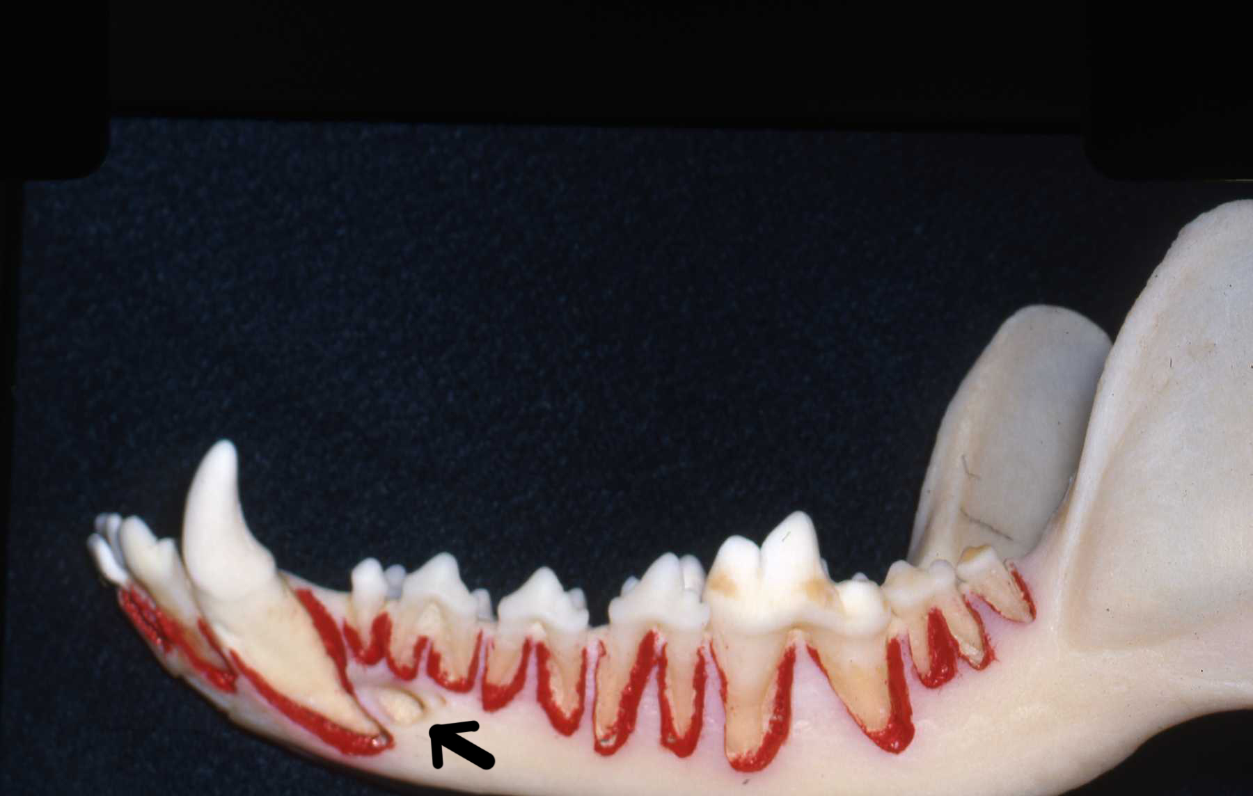 Dr. John Scheels - Exotic Animal Dentistry