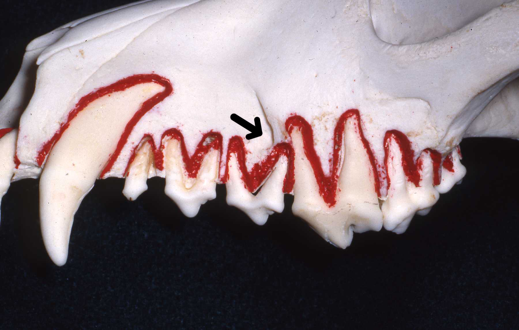 Dr. John Scheels - Exotic Animal Dentistry