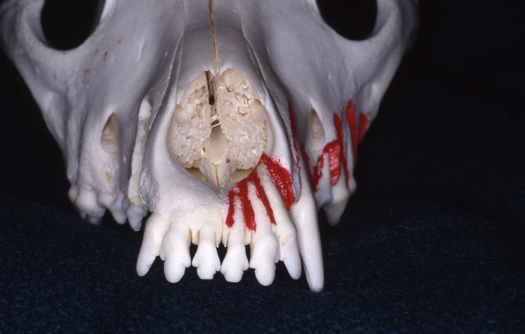 Dr. John Scheels - Exotic Animal Dentistry