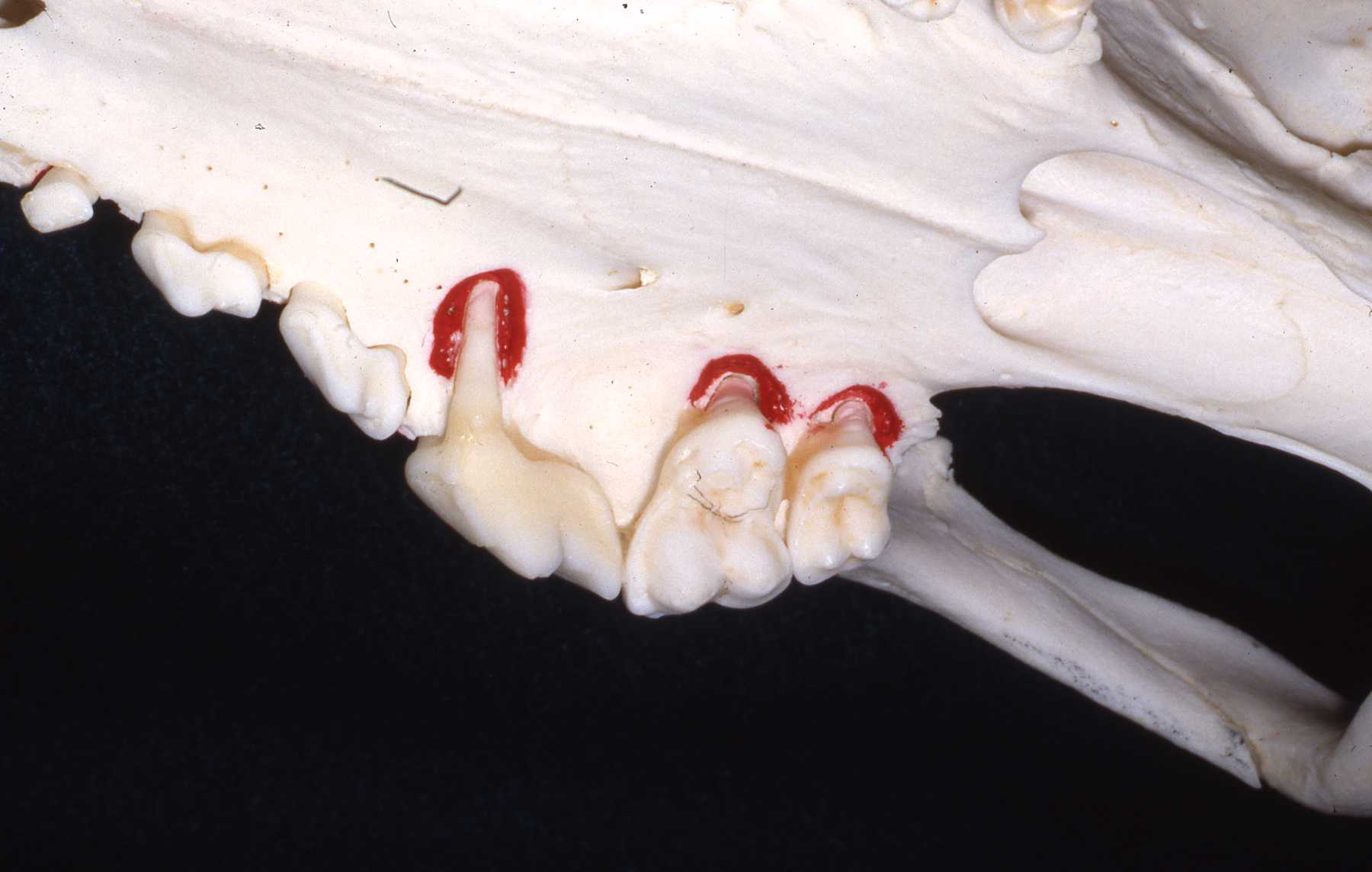 Dr. John Scheels - Exotic Animal Dentistry