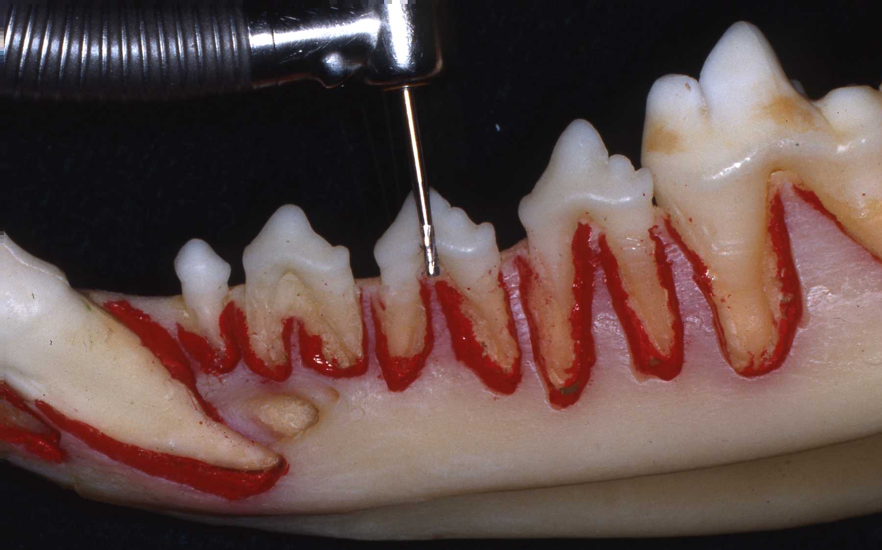 Dr. John Scheels - Exotic Animal Dentistry