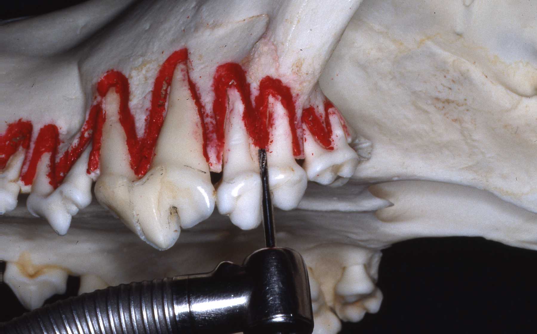 Dr. John Scheels - Exotic Animal Dentistry