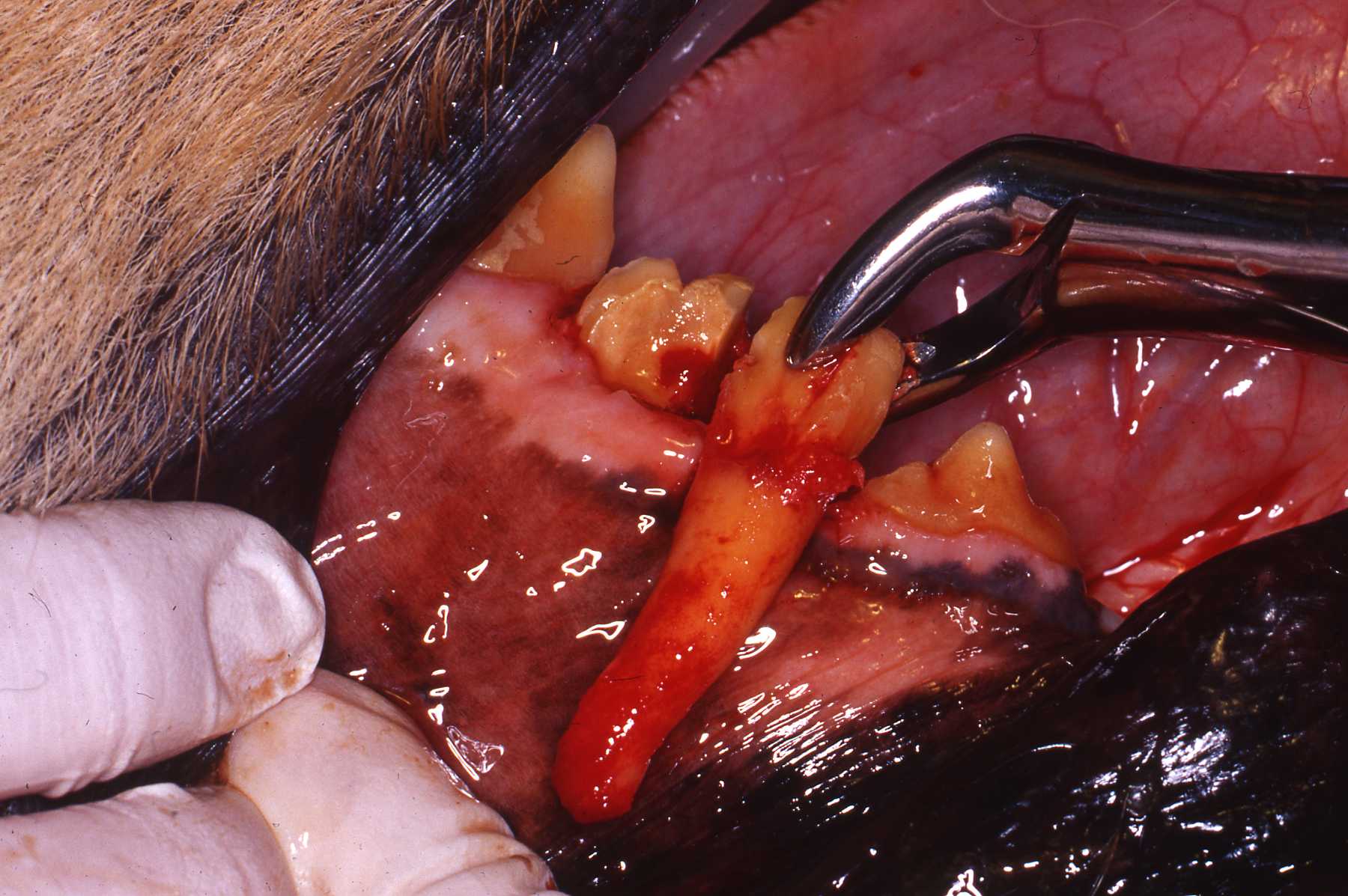 Dr. John Scheels - Exotic Animal Dentistry