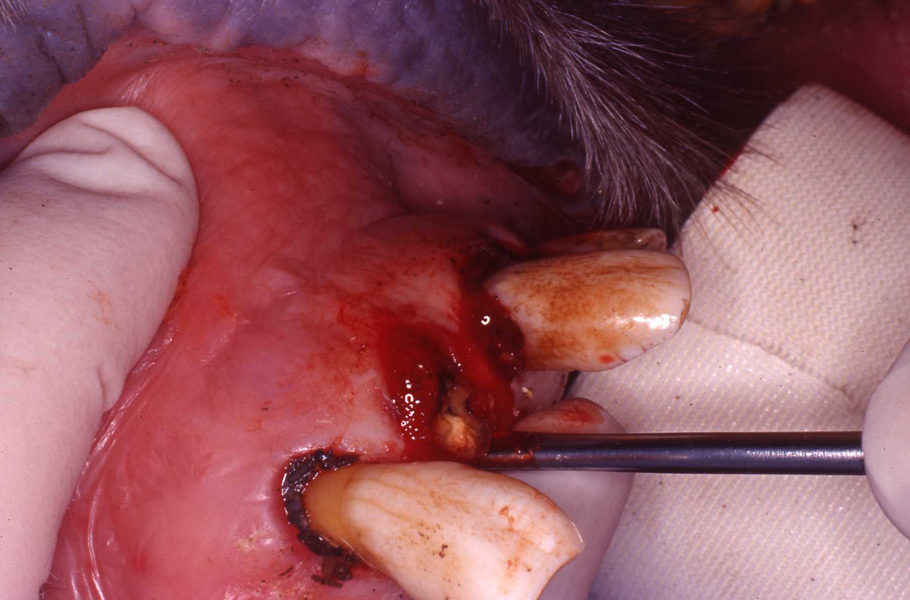 Dr. John Scheels - Exotic Animal Dentistry