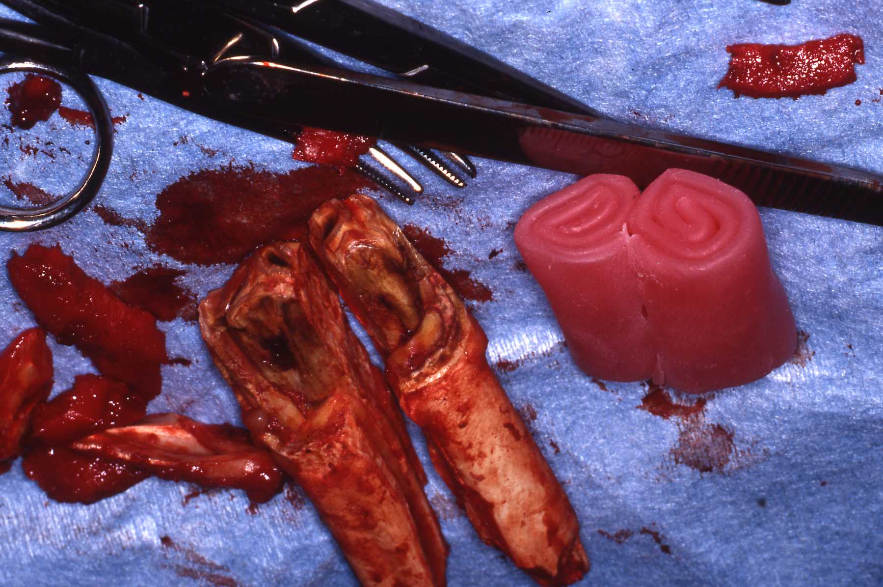 Dr. John Scheels - Exotic Animal Dentistry