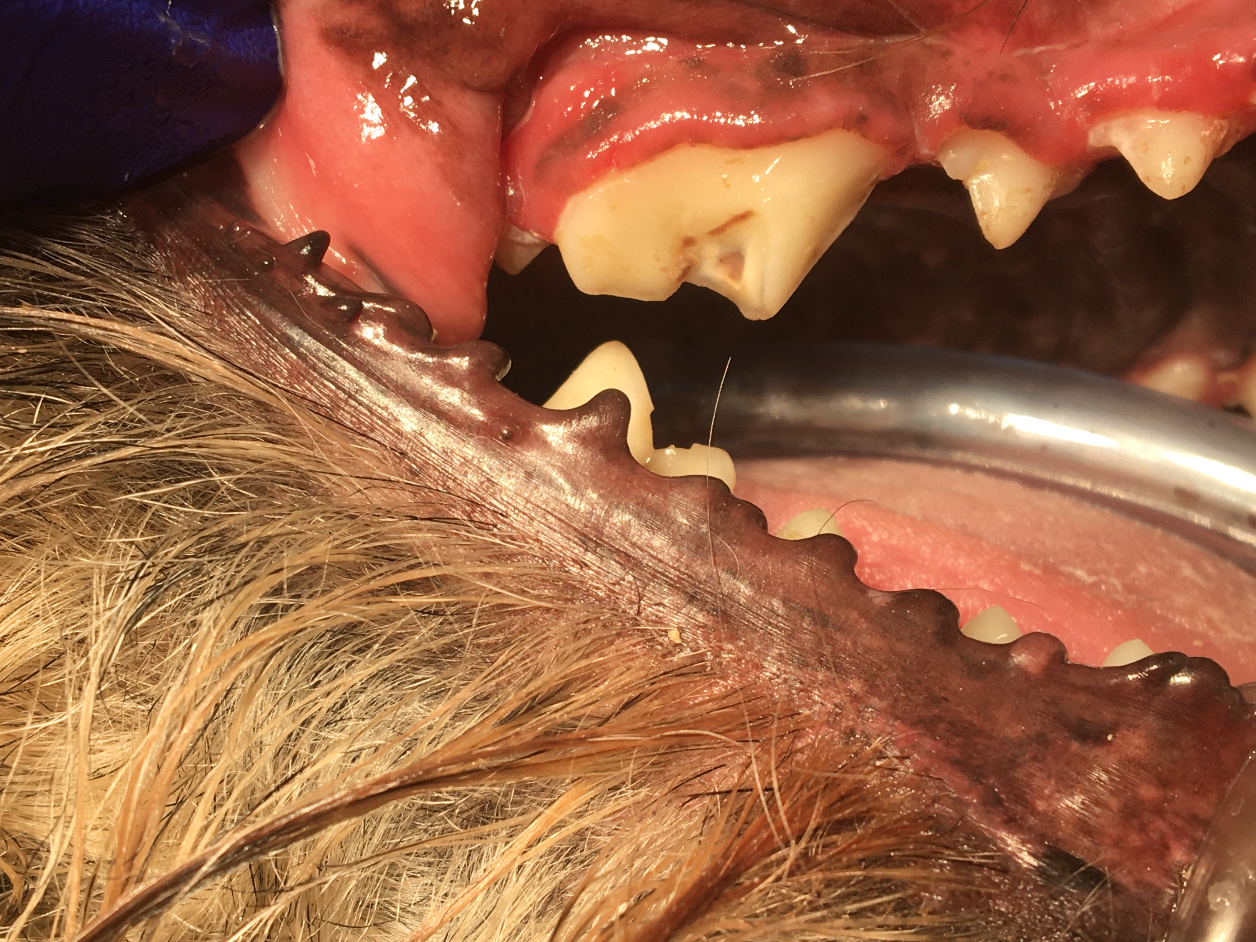 Dr. John Scheels - Exotic Animal Dentistry