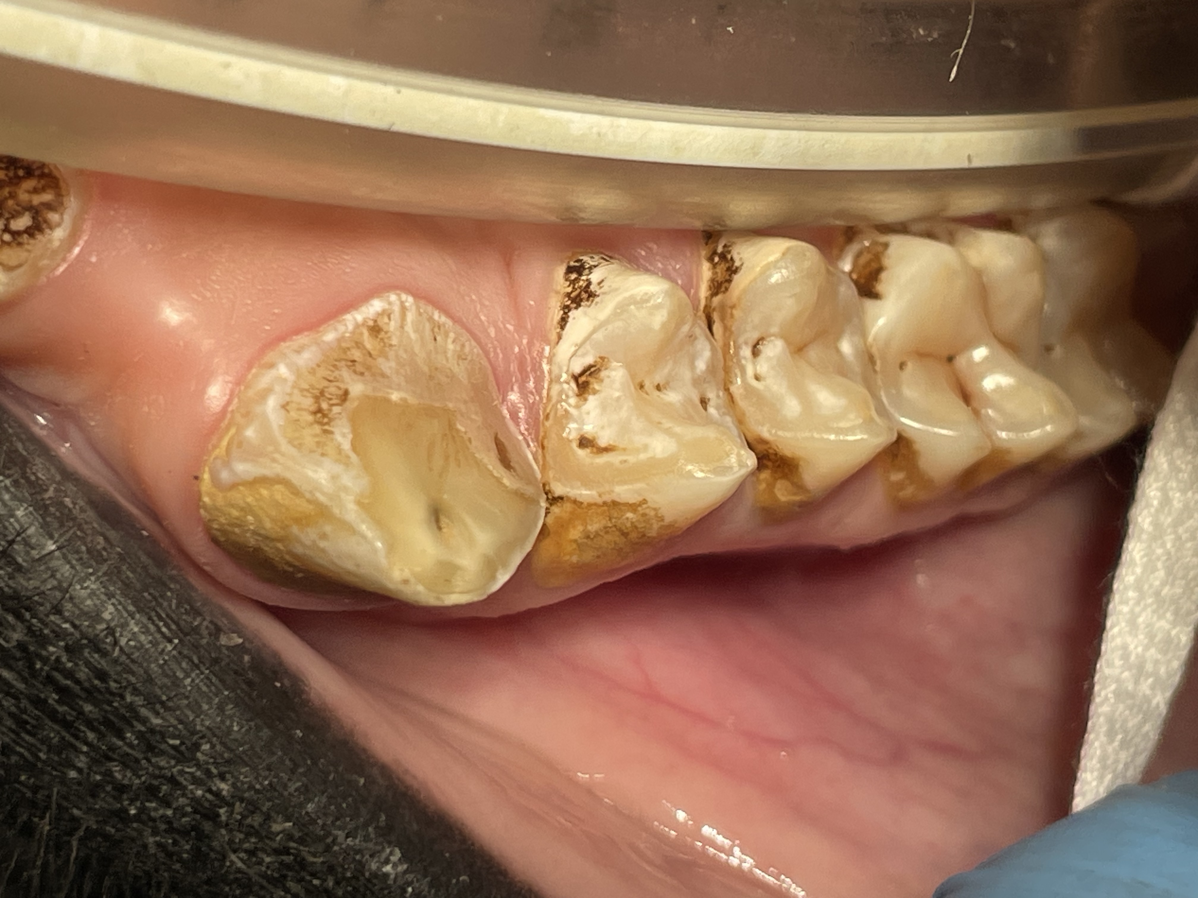 Dr. John Scheels - Exotic Animal Dentistry