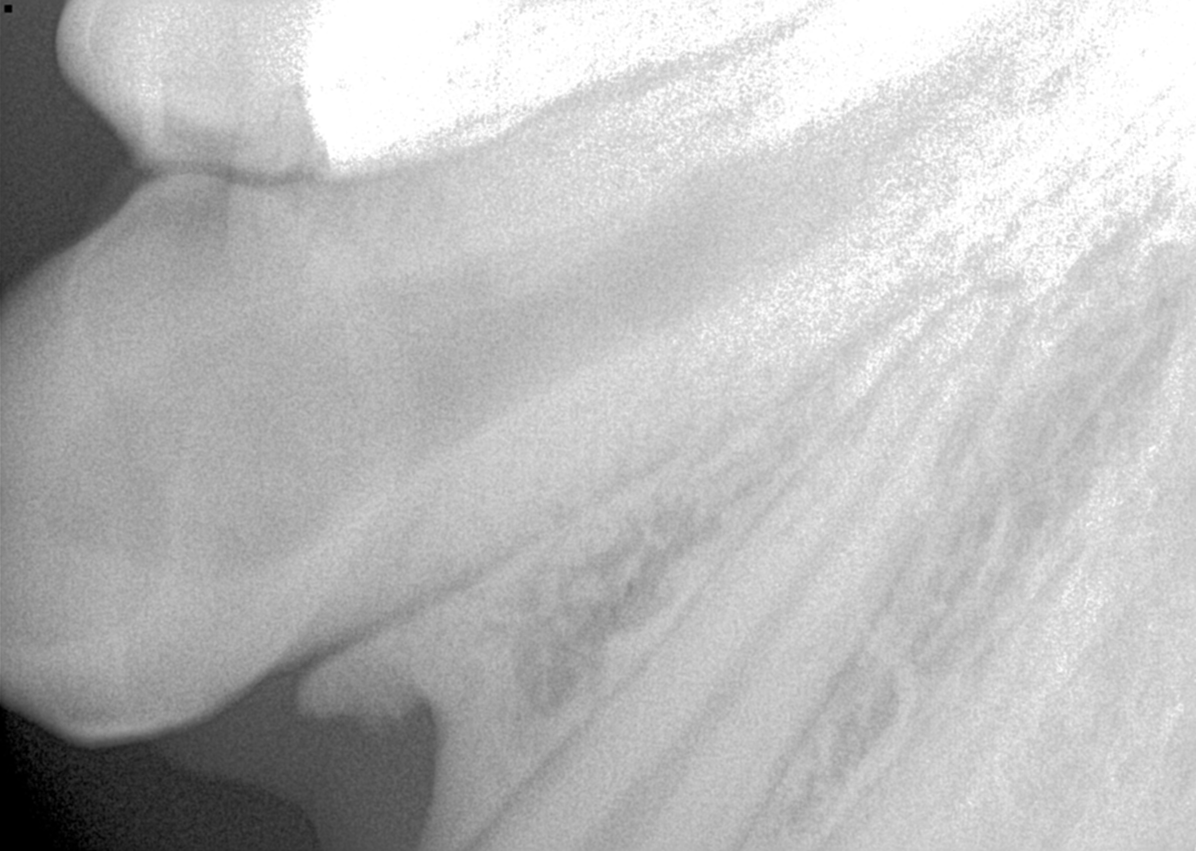 Dr. John Scheels - Exotic Animal Dentistry