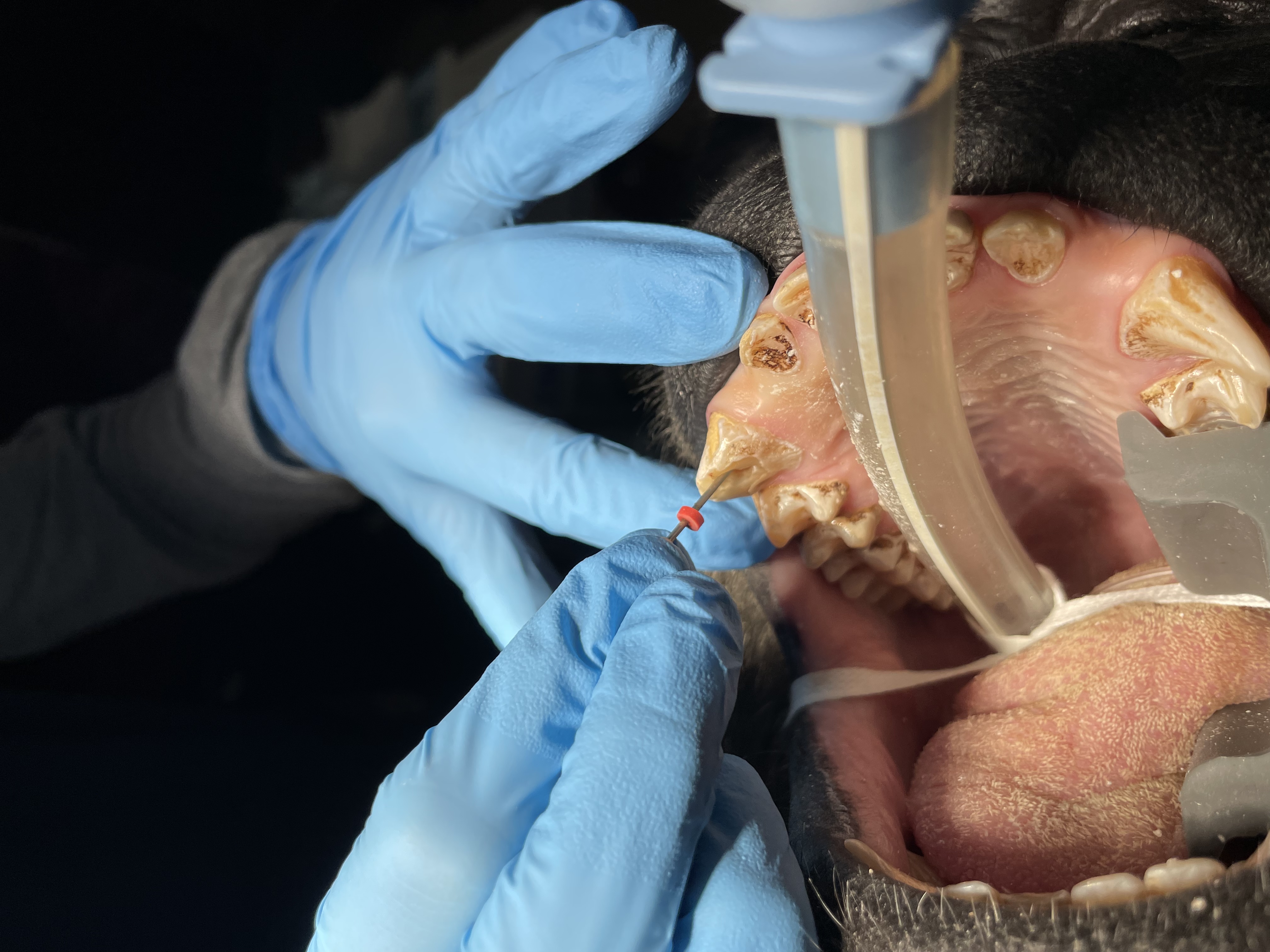 Dr. John Scheels - Exotic Animal Dentistry