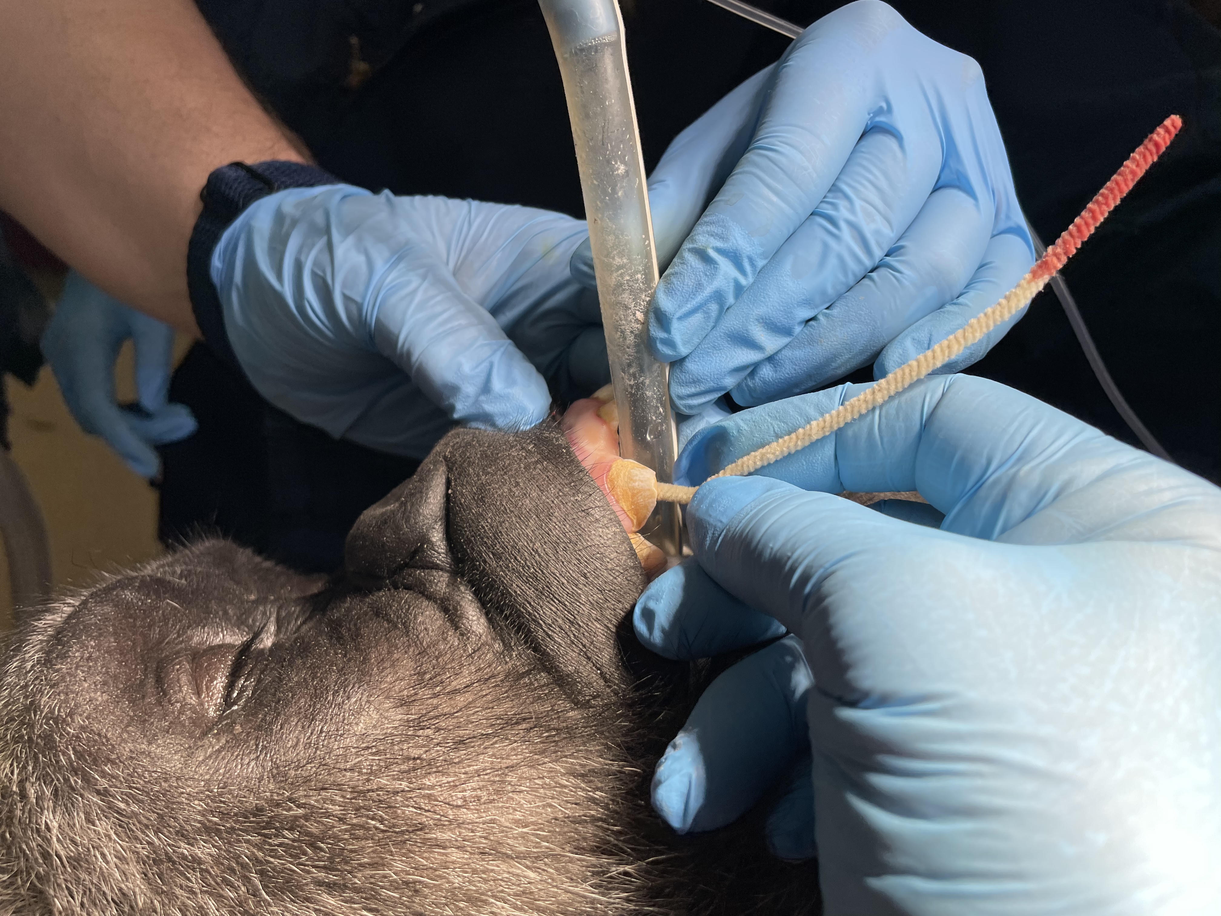 Dr. John Scheels - Exotic Animal Dentistry