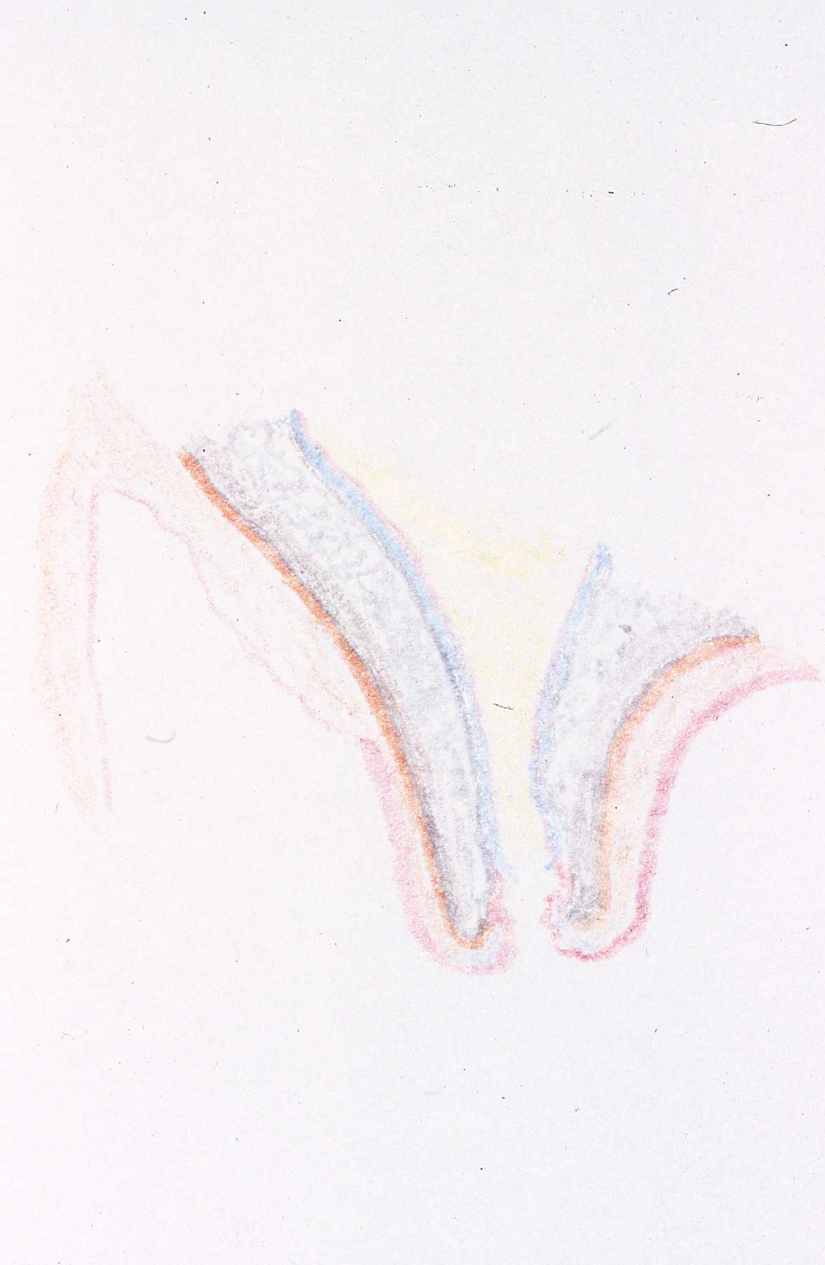 Dr. John Scheels - Exotic Animal Dentistry