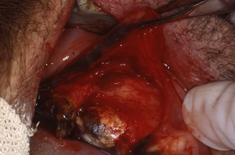 Dr. John Scheels - Exotic Animal Dentistry