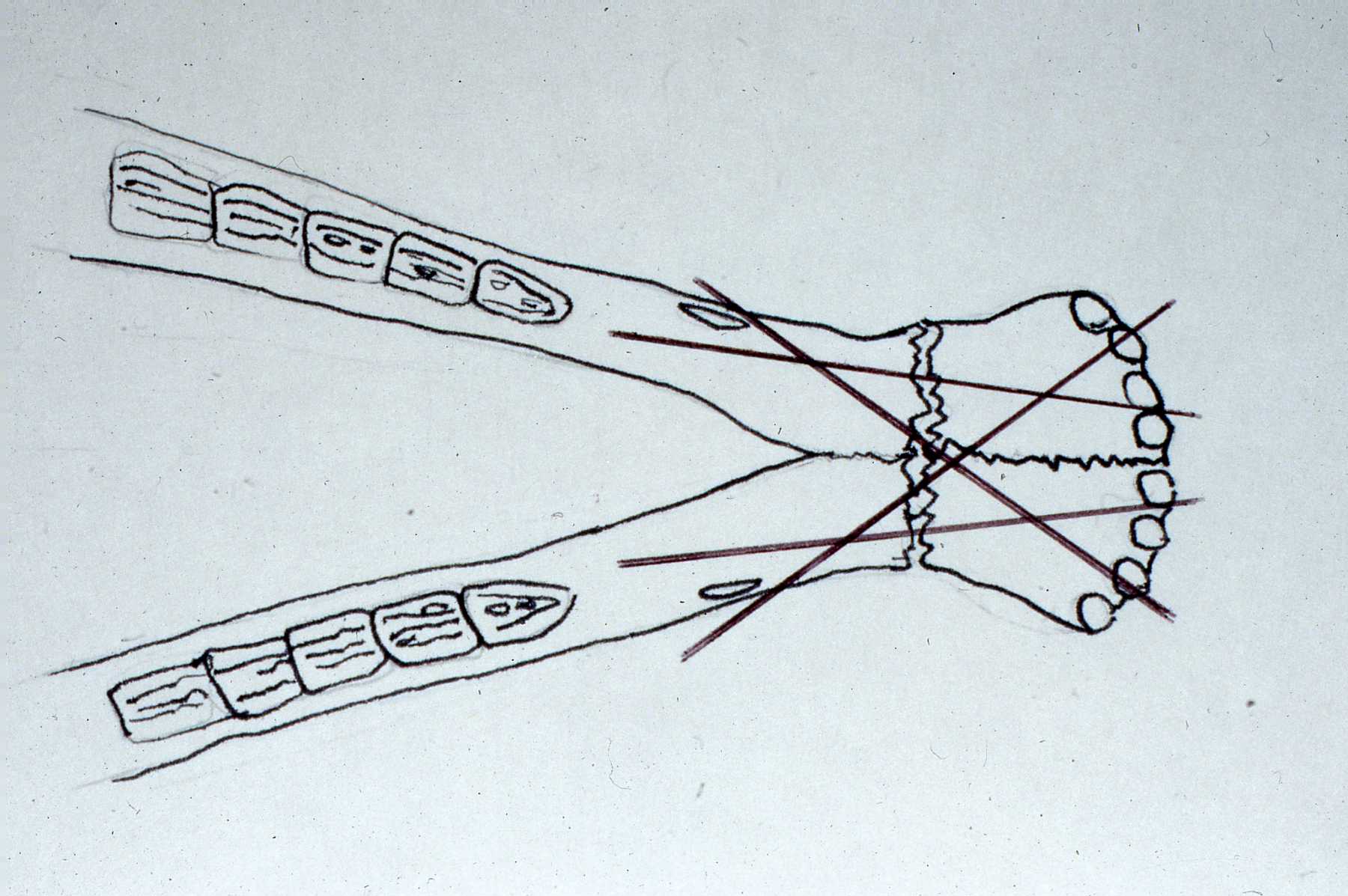 Dr. John Scheels - Exotic Animal Dentistry