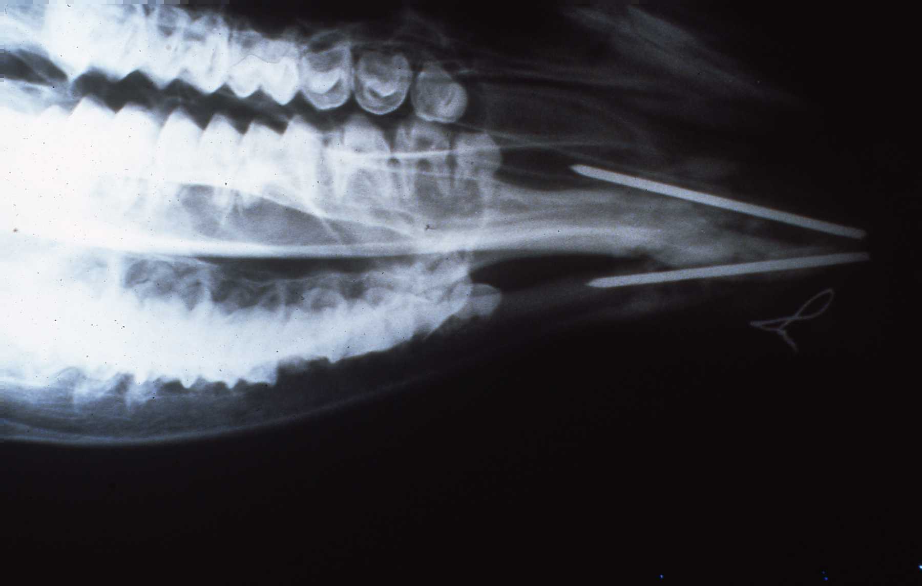 Dr. John Scheels - Exotic Animal Dentistry