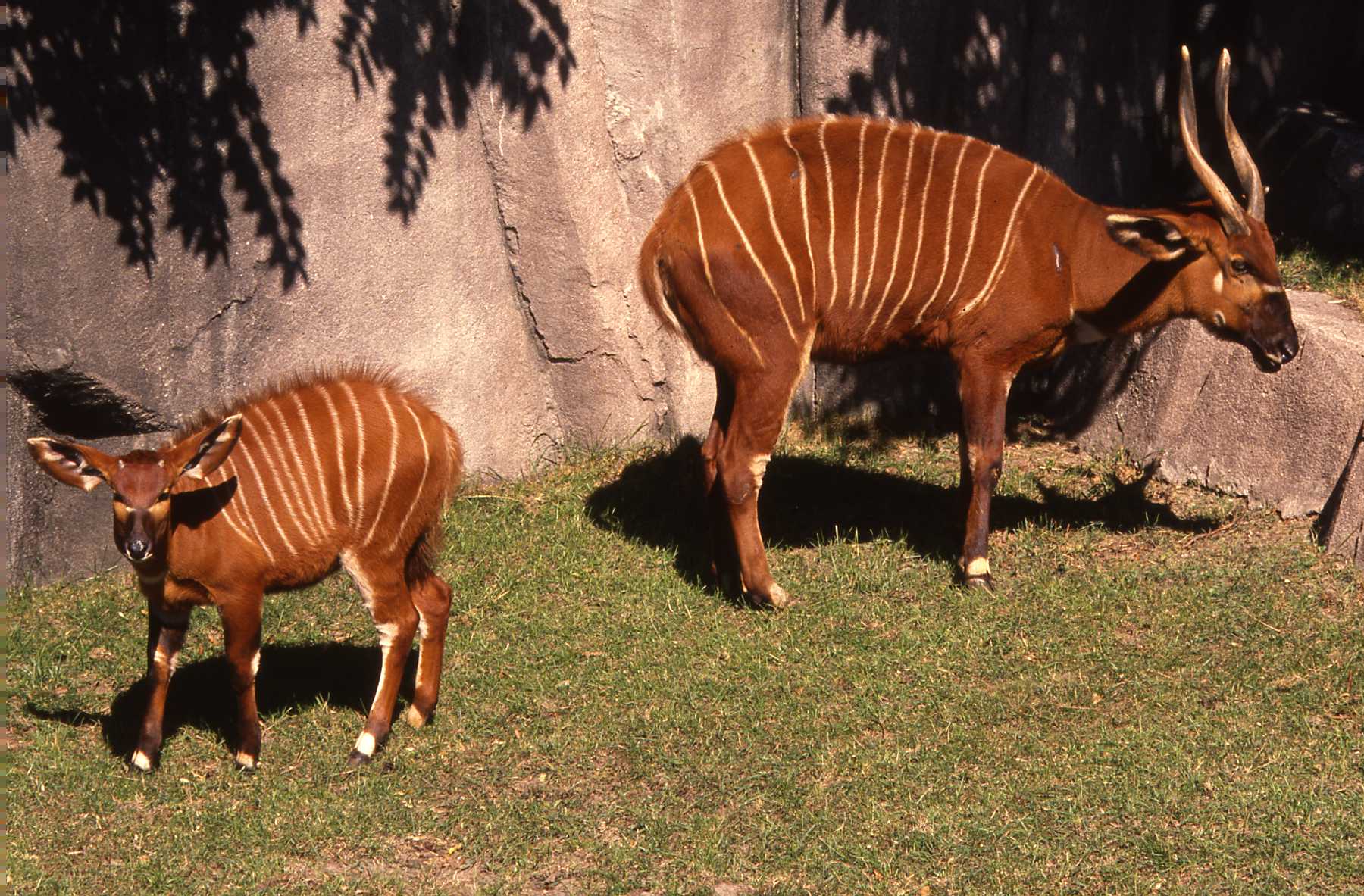 Dr. John Scheels - Exotic Animal Dentistry