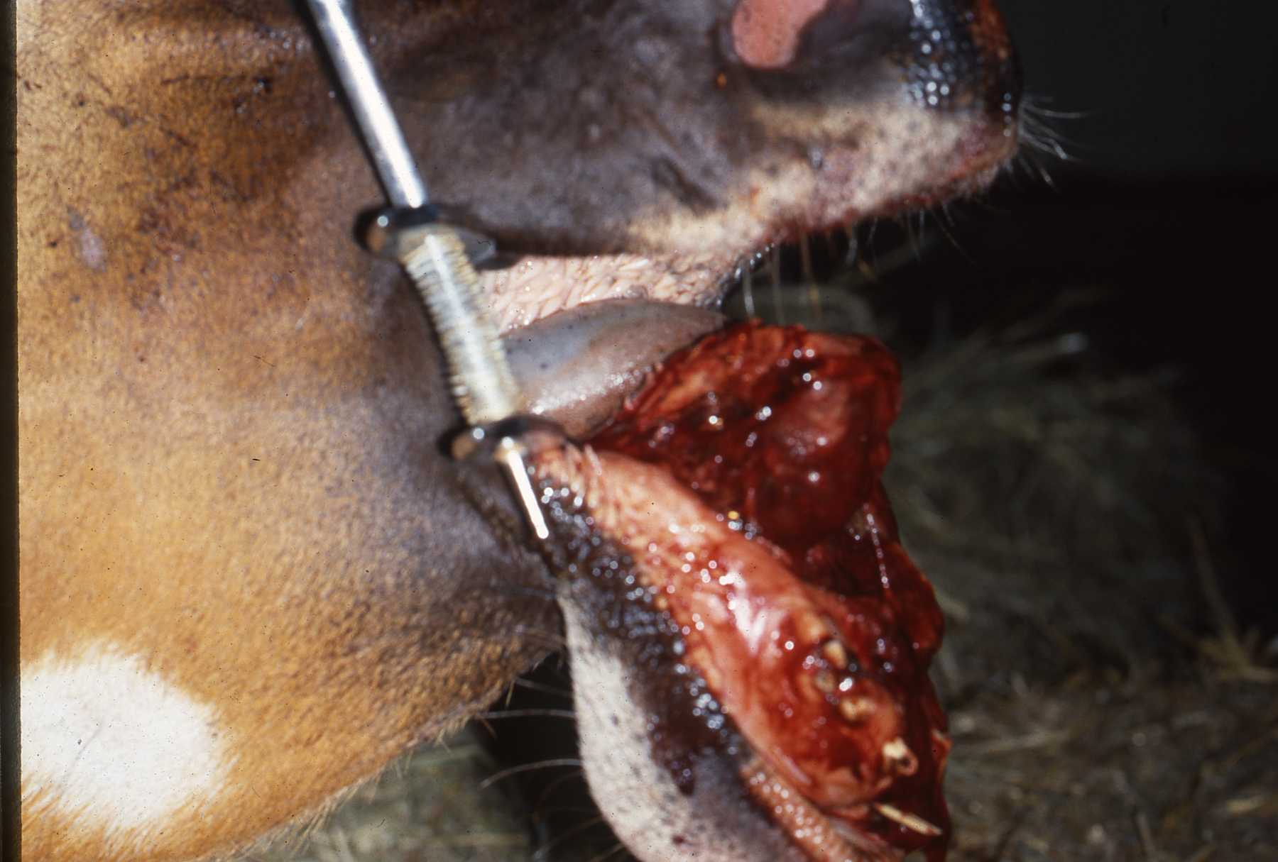 Dr. John Scheels - Exotic Animal Dentistry