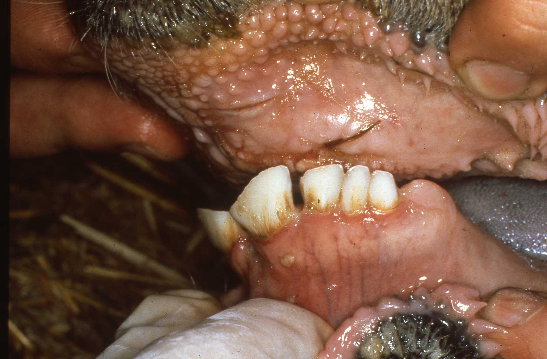 Dr. John Scheels - Exotic Animal Dentistry