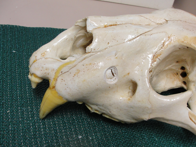 Dr. John Scheels - Exotic Animal Dentistry